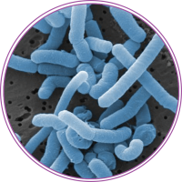 Lactobacillus-paracasei.png