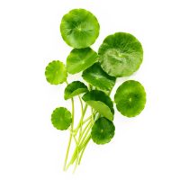 gotu-kola.jpg